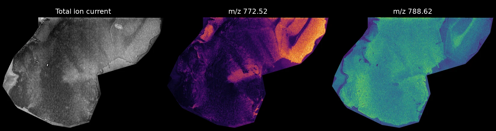 The total ion current and two ion images of a sagittal mouse brain section, converted with Thyra
